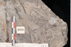 Foto (Detailansicht) von Quercus deleta Ettingshausen (NHMW-GEO-2024-0188-10131a)